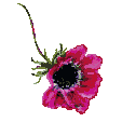 anemone.gif (1558 �o�C�g)