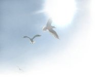 b-hisyo_.jpg (2729 oCg)