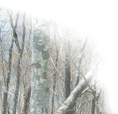 b-ki1_.jpg (8439 oCg)