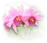 b-ktrea_.jpg (4701 oCg)