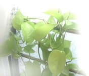 bk-pots_.jpg (5820 oCg)