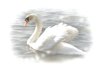 bk-tyhk_.jpg (2779 oCg)