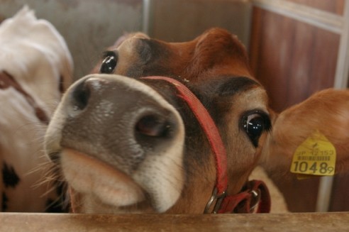 とりあえず心を整える画像を載せてみた